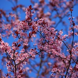 Praxisseminar Obstbaumschnitt