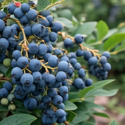 Heidelbeeren in den Garten