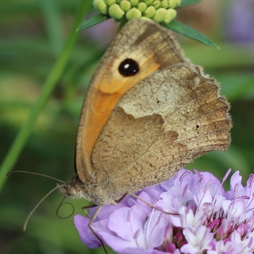 Schmetterlingsfreude ist Gartenfreude!    