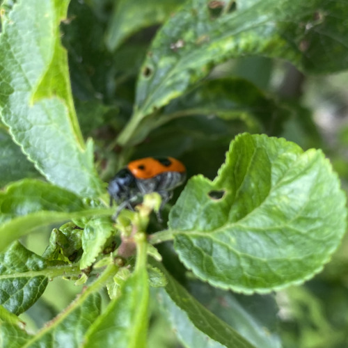 Ameisenblattkäfer