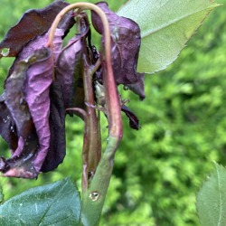 Rosentriebbohrer / Abwärtssteigender Rosentriebbohrer