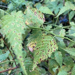 Blatt- und Triebsterben