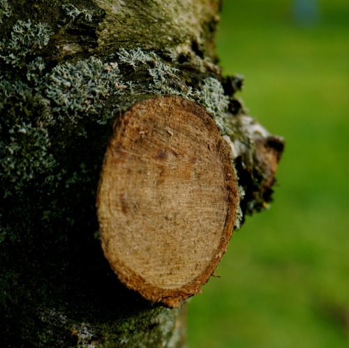 Baumschutzverordnung und Bundesnaturschutzgesetz    