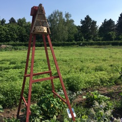 Chemiefreier Garten -Integrierten Pflanzenschutz betreiben   