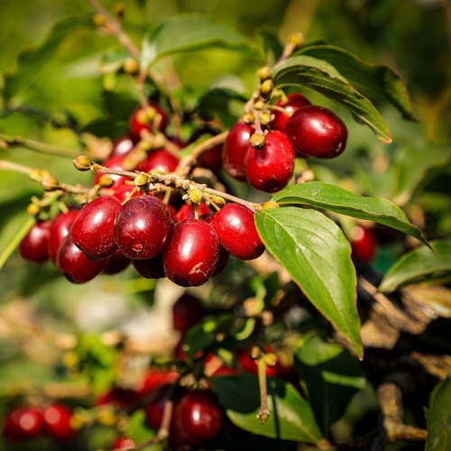 Exotische und heimische Gehölze, Verwendung im Garten, Alternativen zu Nadelgehölzen und Wildobst für Vögel - Hybridveranstaltung