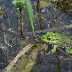 Das Biotop - Schmuckstück eines Kleingartens