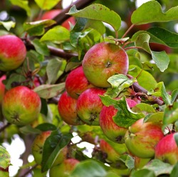 Schnitt am Apfelbaum