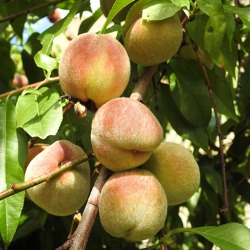 Obstbaumschnitt am Pfirsich