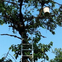 Naturgemäßer Obstbaumschnitt