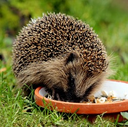 Bei der Gartenpflege an Tiere denken