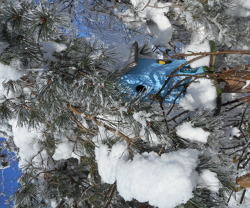 Fachgerechte Winterfütterung