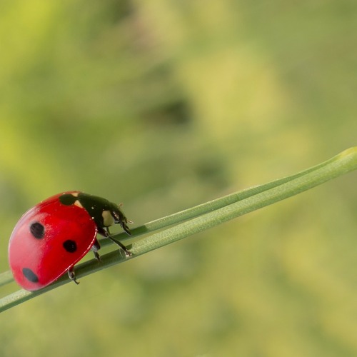 Invasive Ameisenart