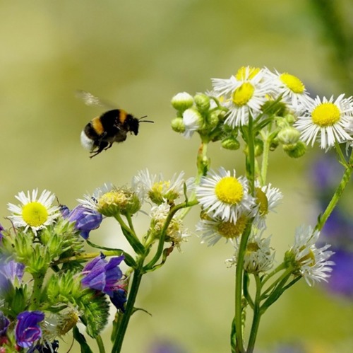 Aufruf zum Insektensommer