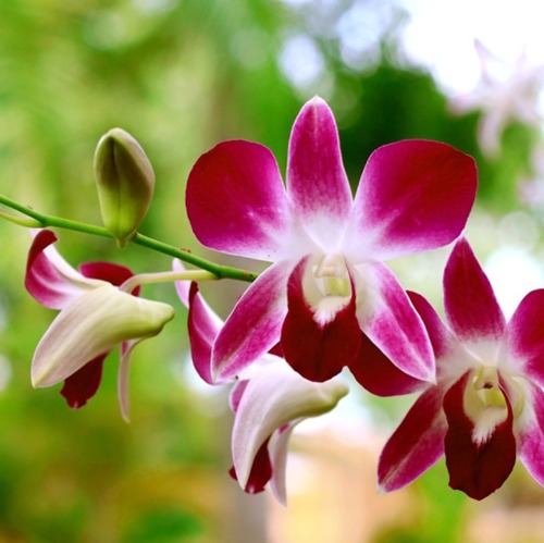 15. Orchideenausstellung im Botanischen Garten Berlin