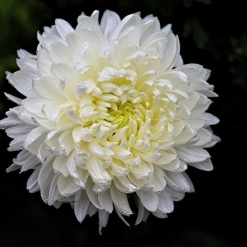  „Chrysanthemen Schau“ auf der Freundschaftsinsel