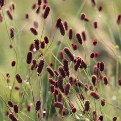 Blume des Jahres: Der Große Wiesenknopf