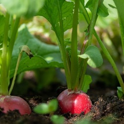 Tipps für den August-Garten