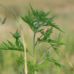 Beifußblättriges Traubenkraut  (Ambrosia artemisiifolia)