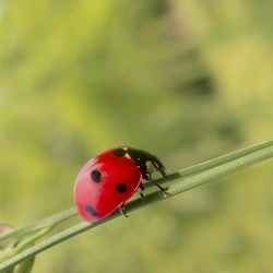 Gartenbrief 03-2018 des Pflanzenschutzamtes Berlin