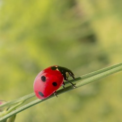 Gartenbrief 05-2018 des Pflanzenschutzamtes Berlin