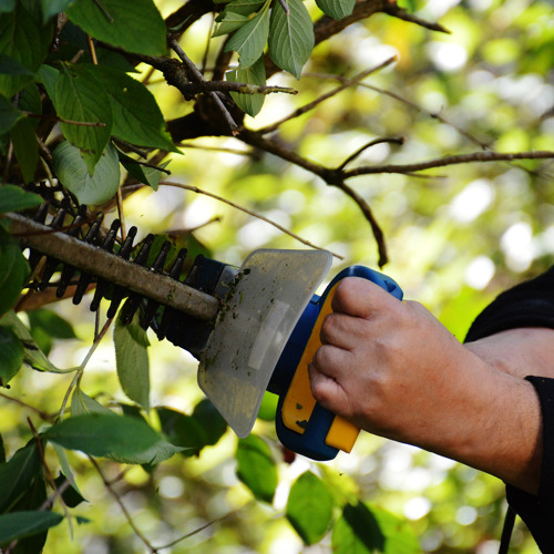 Beerenobst: Brombeeren richtig schneiden