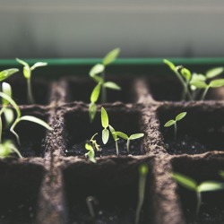 Übersichten zur Aussaat, Blüte und Ernte