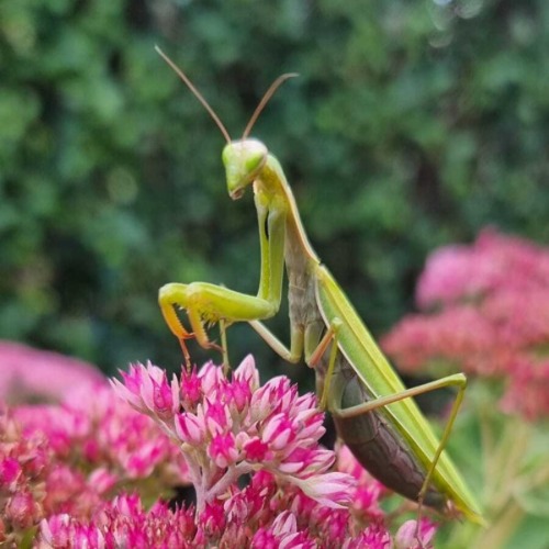 Europäische Gottesanbeterin in unserer Gartenanlage gesichtet