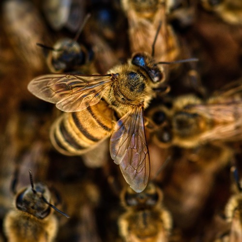 Honigbienen und Wildbienen: Kleine Helfer für eine große Aufgabe