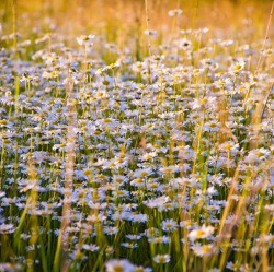 Koniferen im Kleingarten - Warum sie nicht für Bienen nützlich sind