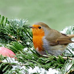 Vogelfreundlicher Garten: Was du für den Erhalt der Artenvielfalt tun kannst