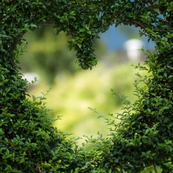 Der Garten im Juni