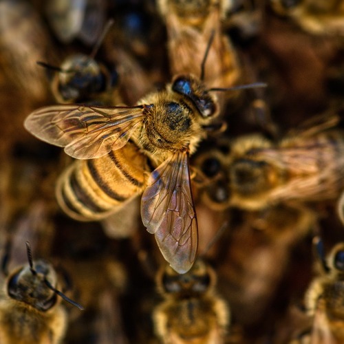 Honigbienen und Wildbienen: Kleine Helfer für eine große Aufgabe