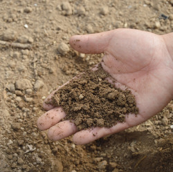 Sprechstunde unserer Gartenfachberaterin Maike 