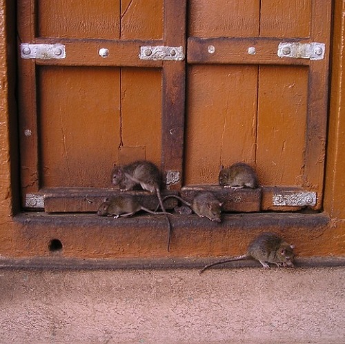 Ratten in der Kleingartenanlage – So beugen Sie vor